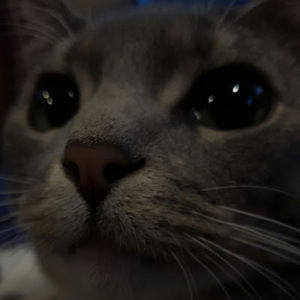 Meet your Posher, Lorelei